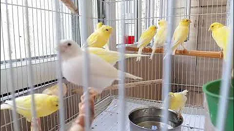 Стайное содержание канареек: плюсы и минусы