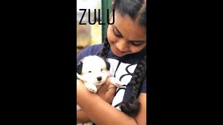 zulu's home coming|| german spitz || My new dog ||.