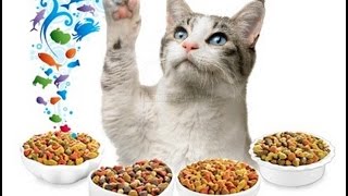 Что нельзя давать котёнку!? Особое питание??? Что нельзя давать котёнку!? Особое питание???