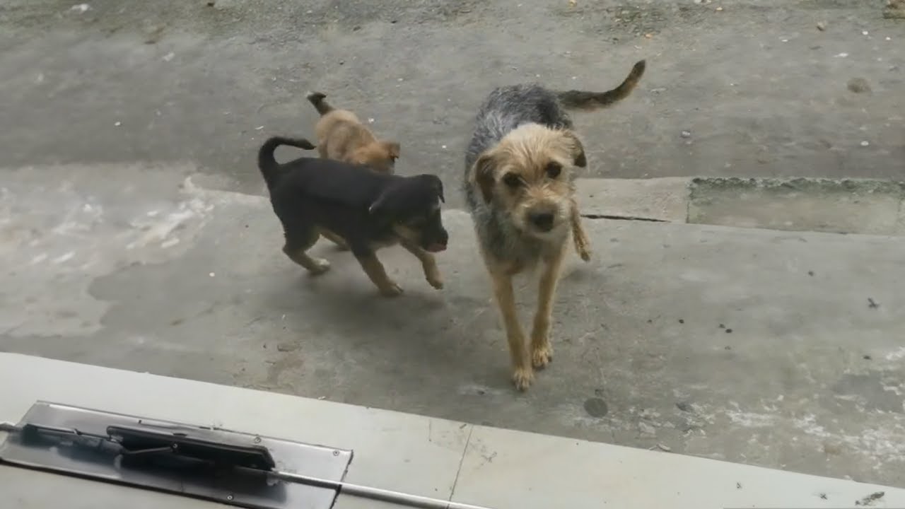 "Please Give Them a Home" Stray Mother Dog Came to My Door, Begging ...