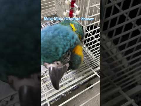 Baby Blue Throated Macaw. One of the smaller large macaws. Make excellent #pets