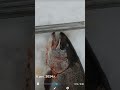 Форель на 1.5кг #shortvideo #fishing #рибалка