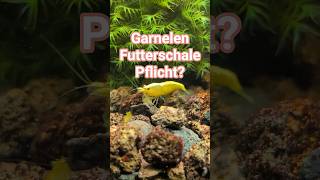 Brauchst du für deine Garnelen eine Futterschale? #aquarium