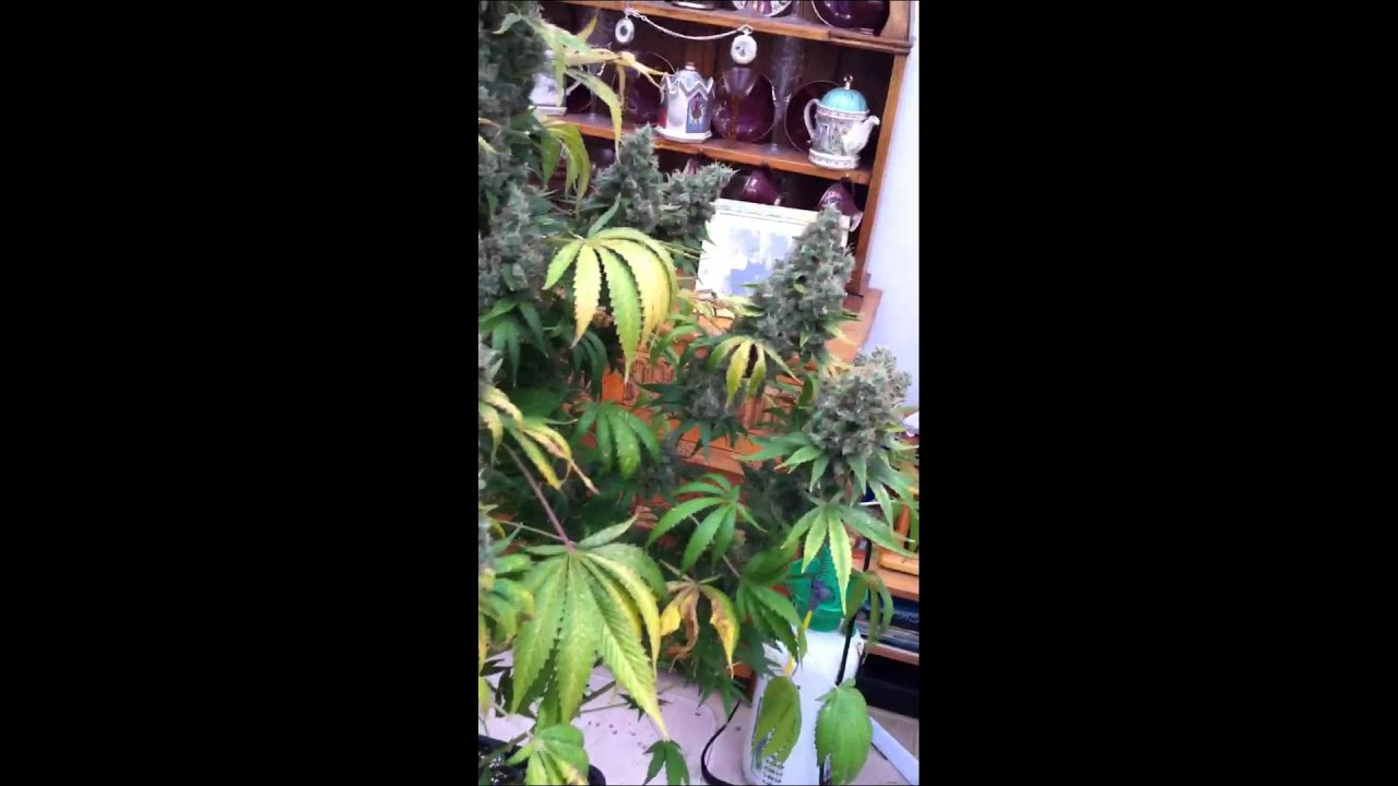 Serious seeds Chronic grow