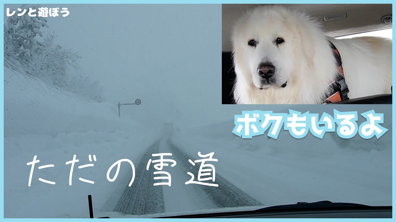 【新潟】ただの雪道❄【レンは後部座席】