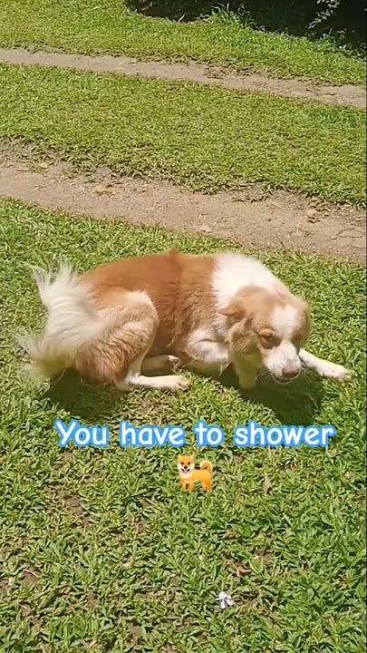 stinky dogy 🐕🐶 #dogshorts #cute
