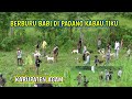 BERBURU BABI DI PADANG KABAU TIKU KABUPATEN AGAM