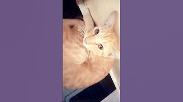 #القرآن_الكريم #راحة_نفسية #تلاوة_خاشعة #viral #cat #anmals #cuteanimal #kitten #cutecat