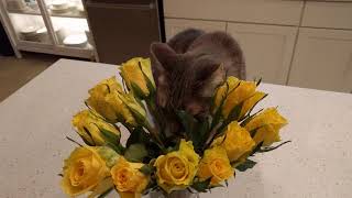 Cat eating flowers