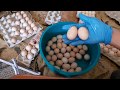 02-Секрет первый🔴Мыть или❎мыть инкуб яйцо кур Бресс Гальских. Выслали много боковых яиц👎