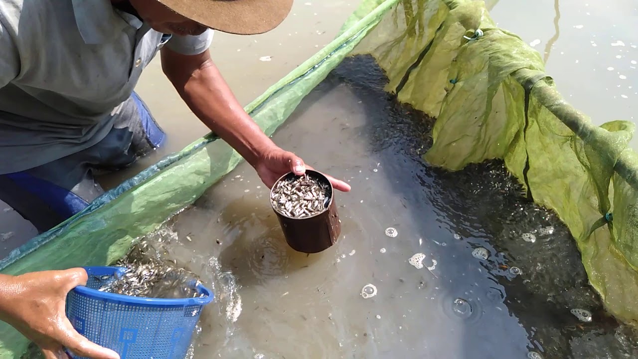 budidaya ikan mas subang ( pembenihan ikan ) 