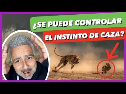 Video: ¿Pueden los perros de servicio ayudar a oler el gluten?