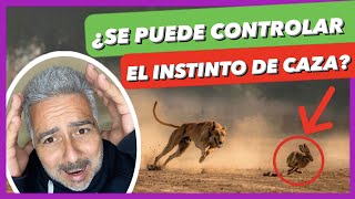 ¿TU PERRO LO PERSIGUE TODO?   ► ¿CÓMO CONTROLAR SU INSTINTO DE CAZA?