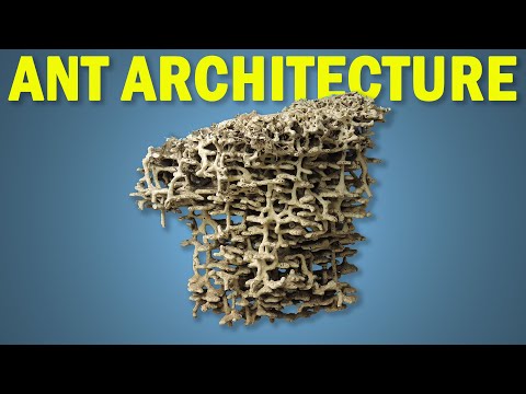 The Invention of Ant Nest Architecture