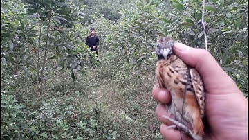 Bẫy chim cút rừng và cách đặt bẫy sao cho hiệu quả, chim lao thẳng vào bẫy/ về với làng quê