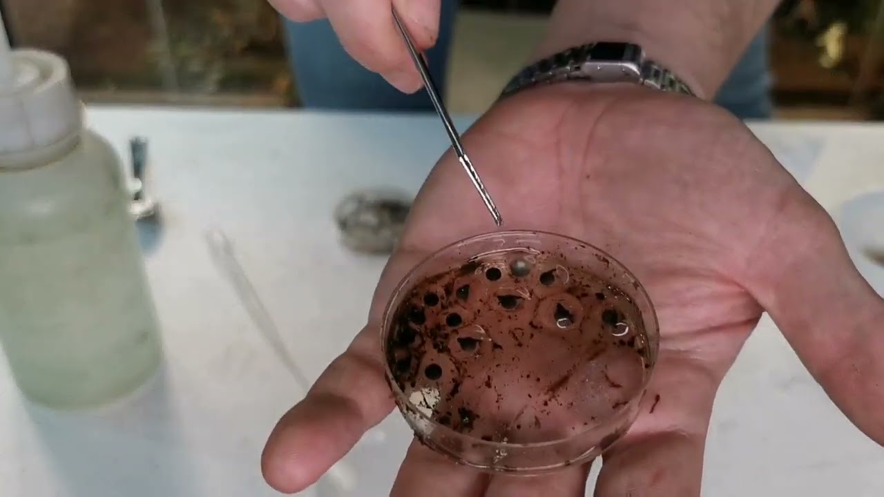 COMO CUIDAR LAS PUESTAS DE TUS DENDROBATES. Saca el mayor partido a tus puestas!