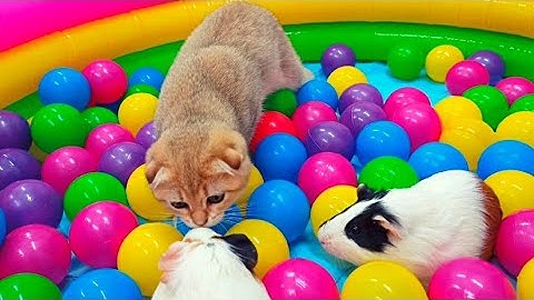 Scottish kittens and Guinea Pigs - Funny animals - Cute cats 😺🐽
