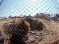 Lion Feeding - Antelope Park, Zimbabwe