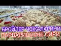 БРОЙЛЕР ЧОЖАЛАРИНИ БИРИНЧИ КУНДАН БОКИШ