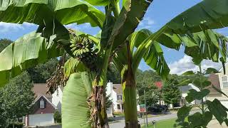 Tip to Grow more banana plants by Fix it G- by Anish G 22 views 2 years ago 1 minute, 4 seconds