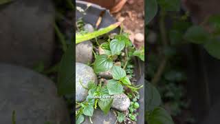 manfaat sirih cina untuk kulit wajah #herbal #seputarherbal