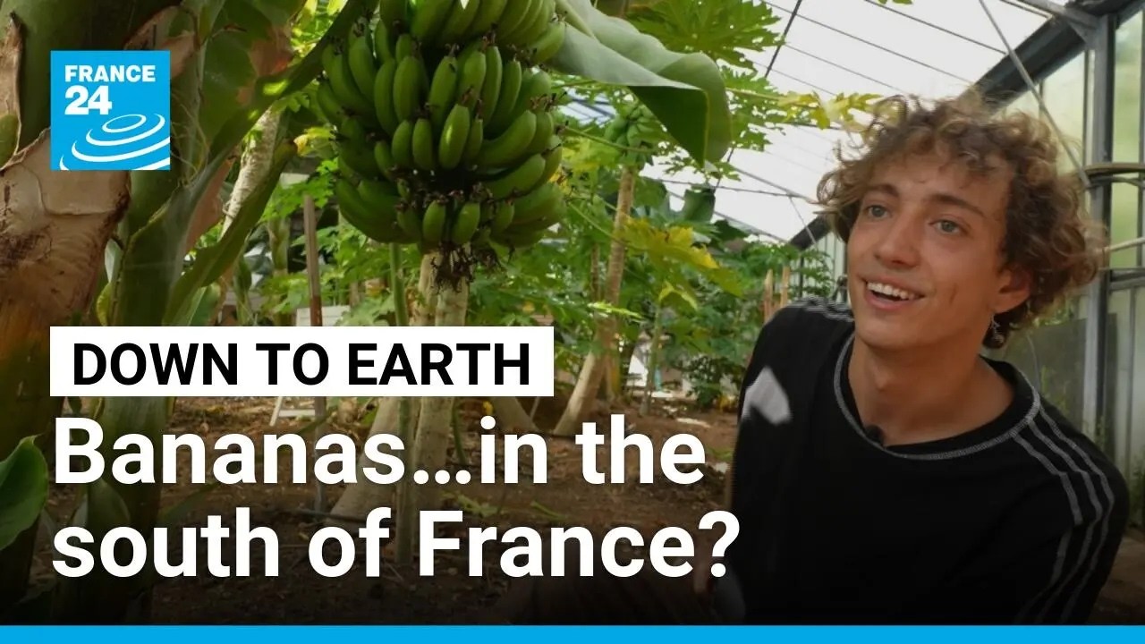 Bananas…in the South of France? • FRANCE 24 English