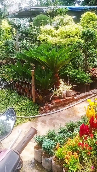 stok tanaman hias taman di toko.