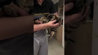 Content Cat Rests Peacefully in Owner’s Gentle Arms