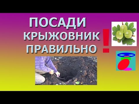 Видео: Как да отглеждаме грозде в Сибир