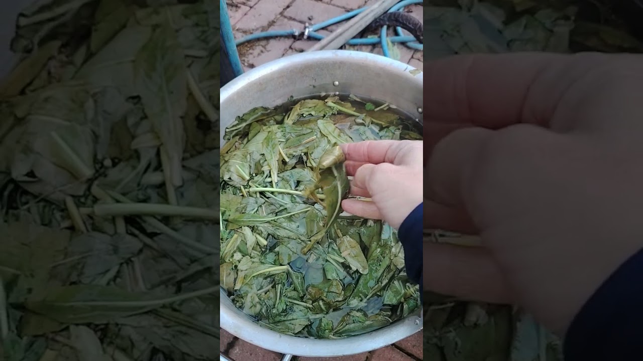 4. Estrazione dell'indaco dalle piante di 