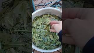 4. Estrazione Dellindaco Dalle Piante Di , ,