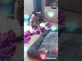 mon chat ce prend pour un chien 3 #foryou #amstaff #chaton #videocook