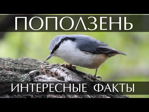 Поползень - интересные факты