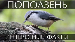 Поползень - Интересные Факты