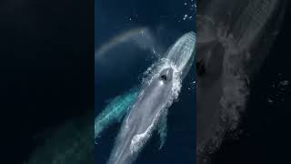 Nefes Almak İçi̇n Su Yüzüne Çikan Bali̇na Resimi