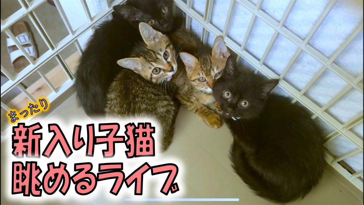 ミントグリーン様御予約❤️くりくりオメメ♡生後2週間♡子猫の黒豆