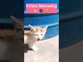 Meowing Kitten 🐈🐾 /pets/animals/cat shorts #shorts #viralshort #youtubeshorts