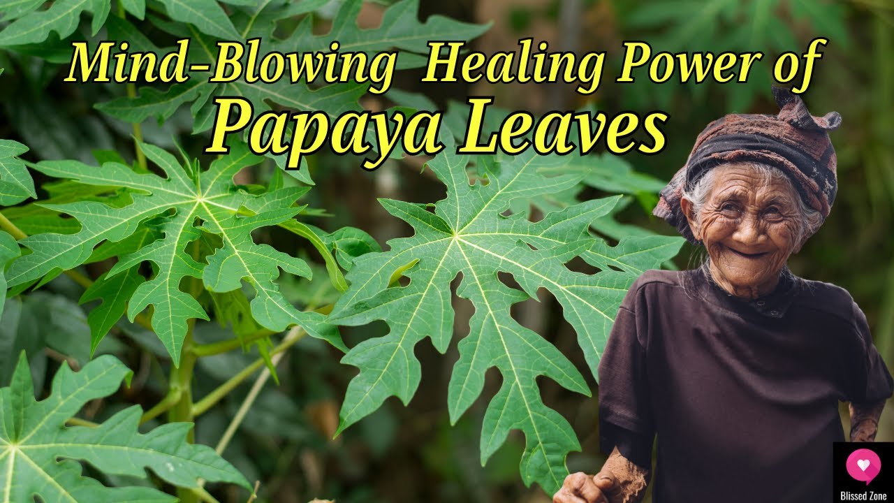 Mind Blowing Healing Power of Papaya Leaves Medicinal Plants