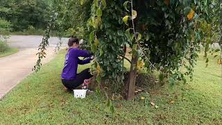 Hardy Kiwi  in North Carolina