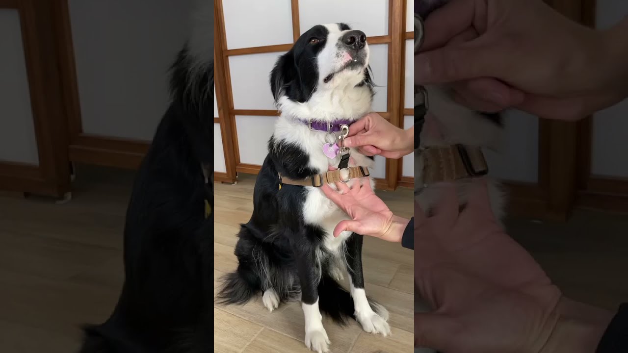 Cómo colocar el ARNES PRETAL ANTI TIRONES K9 DOG TRAINERS