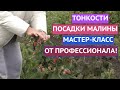 КАК ПРАВИЛЬНО ПОСАДИТЬ МАЛИНУ, ЧТОБЫ ОНА ТОЧНО ПРИЖИЛАСЬ И ДАЛА ОГРОМНЫЙ УРОЖАЙ!