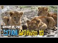 [사자 더보기] 더위와 허기에 지친 사자 가족의 건기에 살아남기😢｜The exhausted Lions during the Dry season
