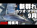 【新群れ堪能】相模湾カツオジギングとマグロエビング（2025/09/21）