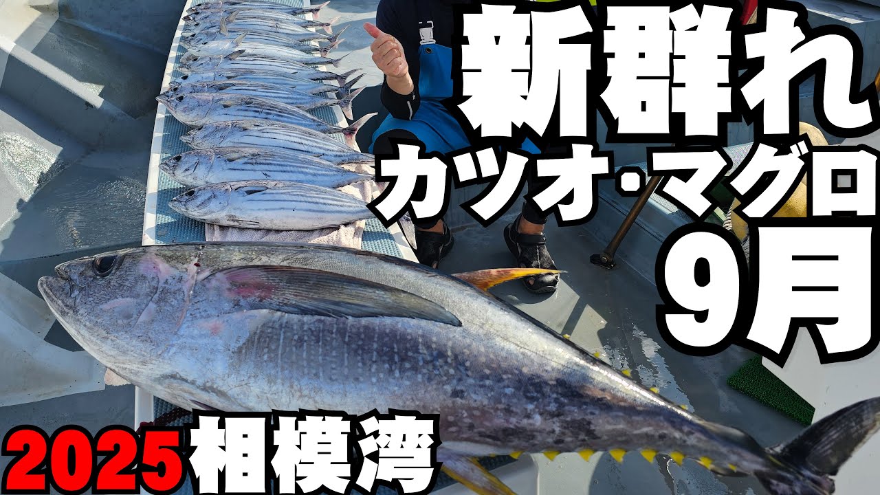 【新群れ堪能】相模湾カツオジギングとマグロエビング（2025/09/21）