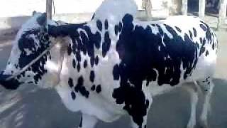 dera Mir Afsar Nertopa ,Hazro Attock,Bull Race , Bail Dor. dera Mir Afsar Nertopa ,Hazro Attock,Bull Race , Bail Dor.