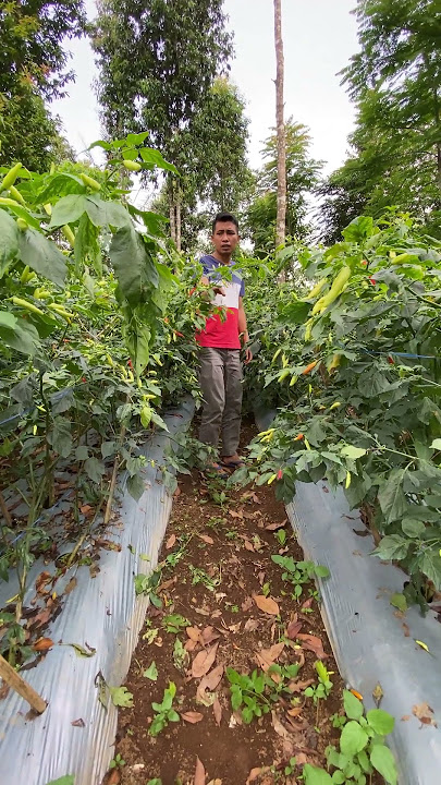 Berkebun Cabe Rawit #berkebundidesa #caberawit #hidupdidesa #berkebun