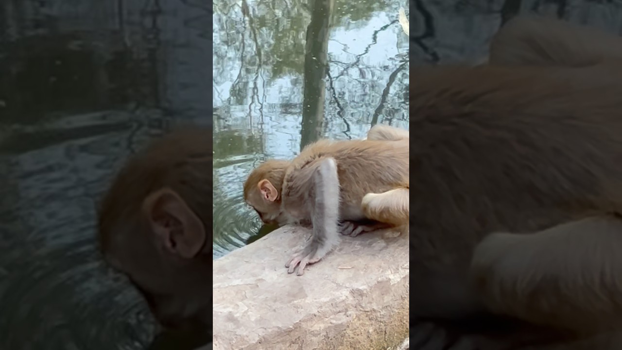 “Monkey Mood Swings in 10 Seconds 🐒😂 