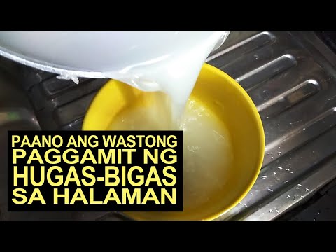 Paano Ang Wastong Paggamit Ng Hugas-Bigas Sa Halaman