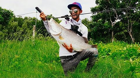 Ryoko - Câu cá Chẽm - Cà Mau #14 - Lure cá chẽm đại chiến Vược Hugo khủng - Barramundi Fhishing