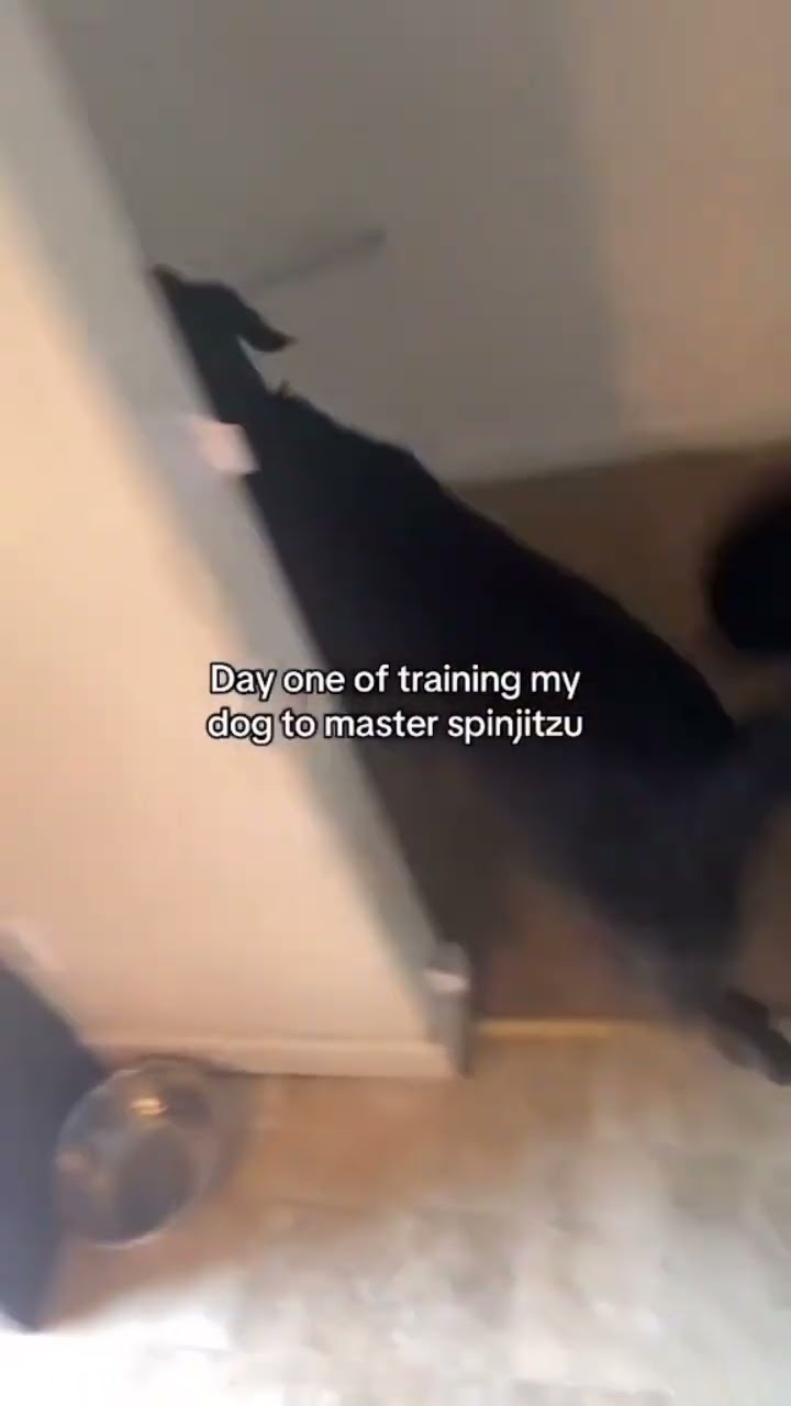 Doggyo put on some spin jitsu they not playing no games with my skin on